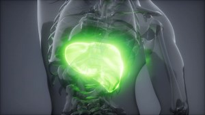 Premium stock video - Human liver radiology exam