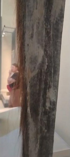 Whale baleen plates at the Smithsonian National Museum of Natural History