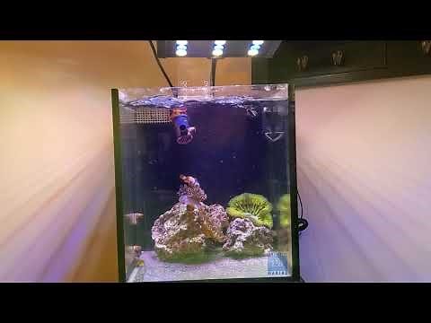 Zetlight ZA 1201-L Nano LED Light 2 Year Review