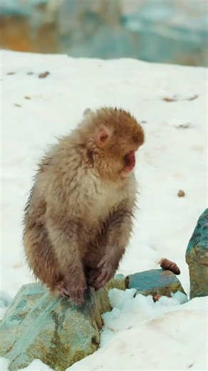These monkeys survive winter by soaking in hot springs. #travelshorts #travel #explorenow