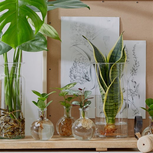 Did you know that houseplants and even useful plants like herbs can thrive without soil? 🌱✨ In hydroponics, Monstera, snake plants, as well as basil, mint, and more feel perfectly at home in water and clay pebbles. 🪴 The best part? Less watering, no waterlogging, and a modern look for your home! Give it a try – which plant will you move to water first? 😊 | Bosch DIY and Garden
