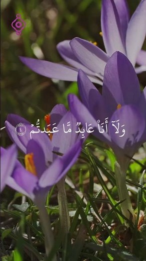 سورة الكافرون | تلاوة خاشعة بصوت فارس عباد Sura Al-Kafirun | Recitación por Fares Abbad