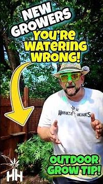 The BEST Time To Water Cannabis Plants Outdoors! 🌱