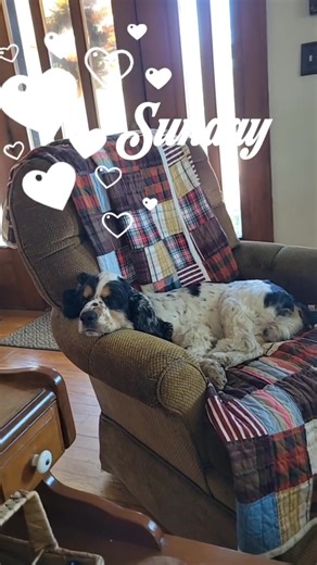 Walter Eugene "Radar" O'Reilly enjoying his Sunday nap! #lifelovehygge #fblifestyle | Life, Love & Hygge