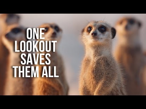 Life of a Meerkat – Guardian of the Dunes