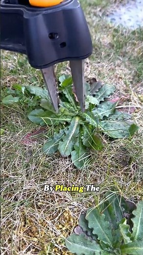 How to Remove Weeds Permanently Without Bending Over