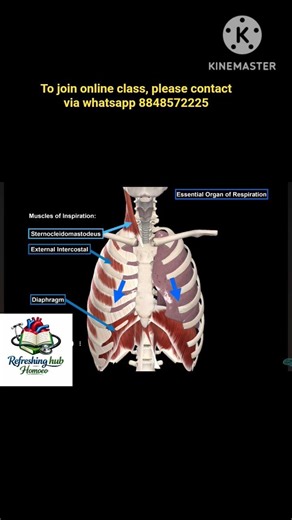 Muscles of respiration