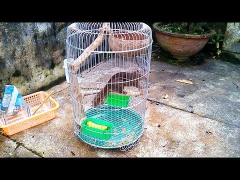 Making a cage for squirrel (Làm chuồng cho sóc đất)