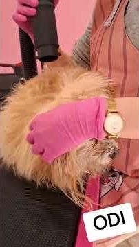 🐶 Extreme Dog Grooming Transformation ✂️ Odi Before & After | Hairy Dog Makeover