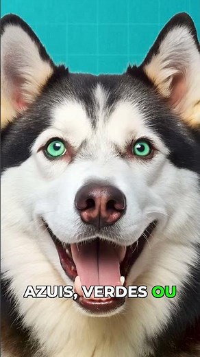 Why does a Husky have one eye of each color?