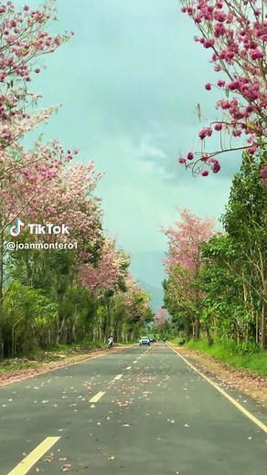Bukidnon Cherry Blossom: Pink Trumpet Trees in Mindanao
