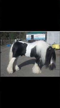 Bellbottom Farm - Beginnings of Miniature Gypsy Horses 🌺#horsehistory