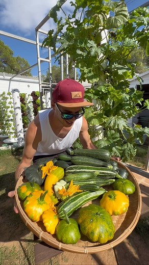 Abundant harvest of zucchini and squash from aeroponic towers. #zucchini #courgette #verticalfarming #aeroponics #towergarden #hydroponics #soilless #agriculture | Agrotonomy Tower Farms