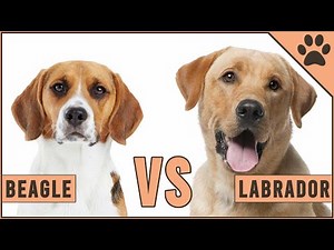 Beagle vs Labrador - Dog vs Dog Comparison