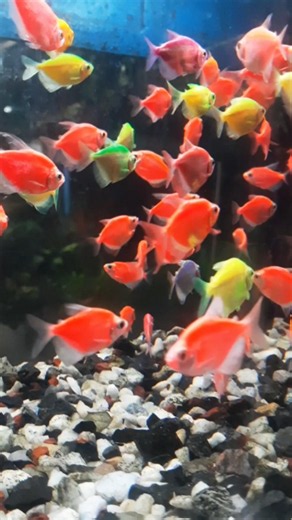 Colorful fresh water fish EP 5 #glowfish #colorfulfish #fish #aquarium #aquariumfish