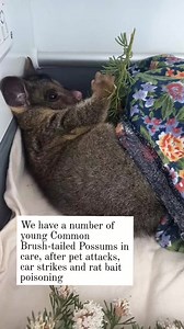 16K views · 421 reactions | This beautiful young female Common...