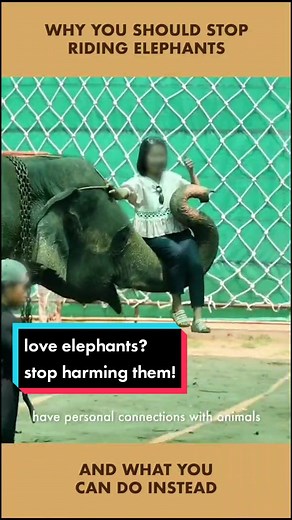 The Harmful Truth About Elephant Riding
