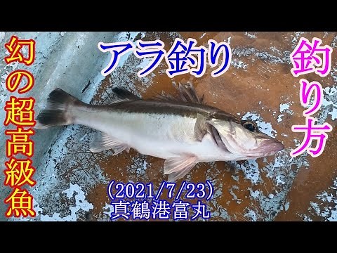 【神奈川県の真鶴沖でアラ釣り】幻の魚と呼ばれるアラの釣り方を解説（吹き流し仕掛けでチャレンジ）