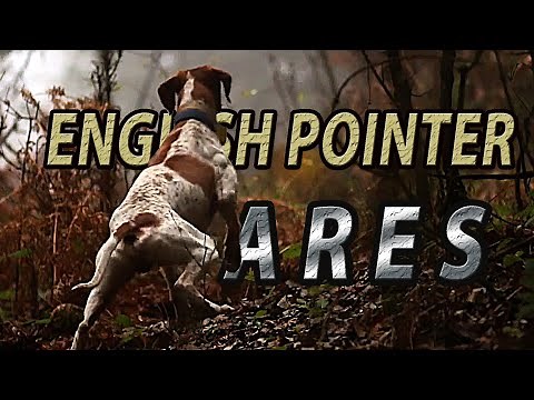 English Pointer Ares / Beccaccia / Woodcock Hunting
