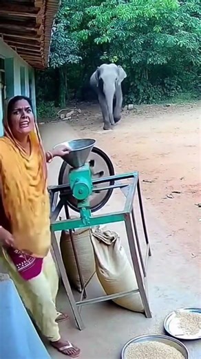 Aunty Gehun Pees Rahi Thi… Tabhi Hathi Ghar Me Ghuss Gaya 😱🐘 | #shorts #elephant