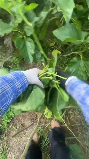 Revolutionize Farming: The Ultimate Guide to Mulberry Planting