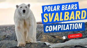 1.6K views · 102 reactions | A 2 minute compilation video of my time in Svalbard in May of this year. Take a look and see what it's like to visit this amazing destination to see polar bears in their natural environment. | Nadia Aly Photography & Video | Facebook
