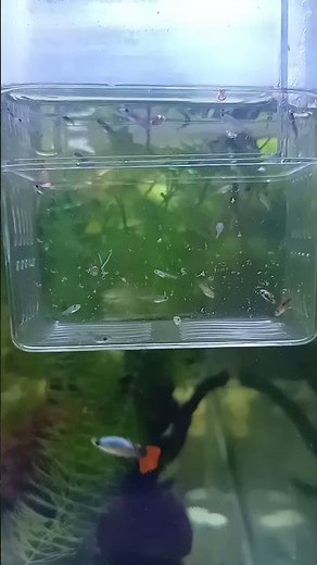 Aquarium Close-Up: Guppy Fry in Isolation Tank