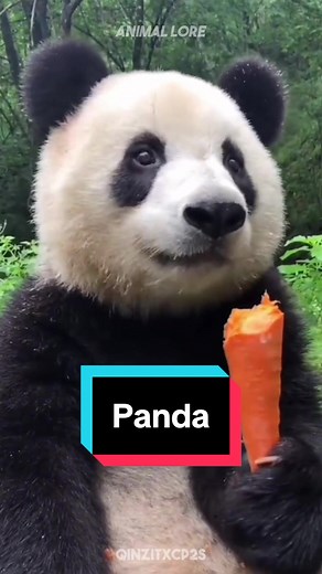 Giant Pandas: The Lazy Champions of Bamboo