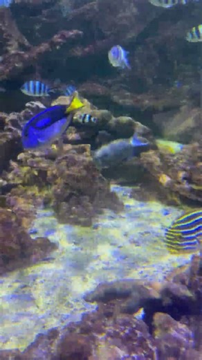 Relax with Saltwater Fish at Blue Planet Aquarium #aquarium #saltwaterfish