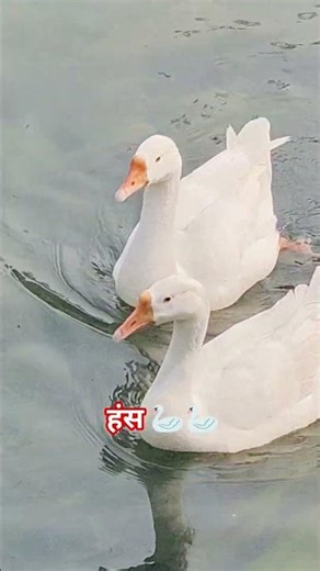 swan swimming in water 🦢🦢 #birds #swimming #swan #viral #wildlife #shorts