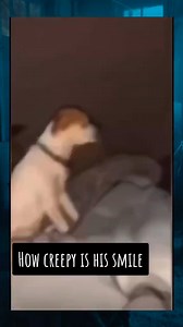 60K views · 1K reactions | creepy smiling dog#ghostlytoksa #creepytok #horror #creepyvideos #paranormalactivity #ghost #poltergeist #mystery #paranormal #scary #demon #haunted | Scary Time | Facebook