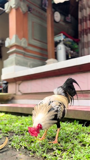 💚#ayamphilipin🇵🇭 #fyppppppppppppppppppppppp #hoby #peternakanayam