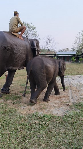 Manas National Park Safari Booking Portal 👉 www.manasnptr.com #wildanimals #adventure #wildlife | Manas National Park Unofficial