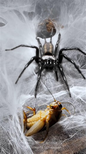Feeding funnel and curtain web spiders! | feat. Macrothele sp. Ghost