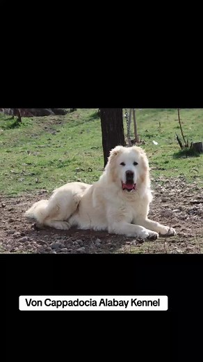 #alabaidog #alabaipuppy #bigdog #alabay #sheepdog #selcukhanbas #cao