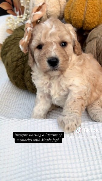 Maple Joy: Your Perfect Cavapoochon Companion