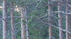This video of Great Grey Owl male hunting is taken with Olympus OM-D E-M1 MarkII camera and Zuiko 300mm f4 lens on 14th of May 2018 in Oulu area. This is very good owl year in this region and it would be possible to see these sought after birds with @Finnature. | Jari Peltomäki Wildlife Photography | Facebook