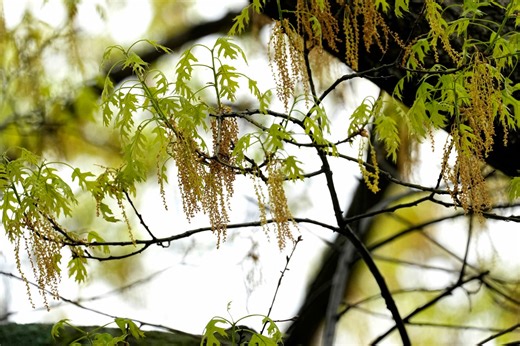 Peak oak season is here, doctor explains symptoms