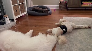 Evening dancing legs | The Tucker Farm