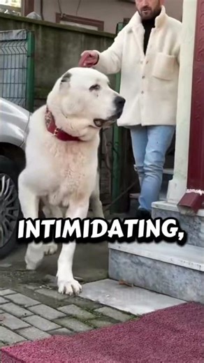 The Alabai – The Ancient Guardian That Fears Nothing 😱