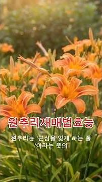 Daylily Cultivation Methods and Benefits / Spring Greens, Health Plants, Medicinal Plants, Greens...