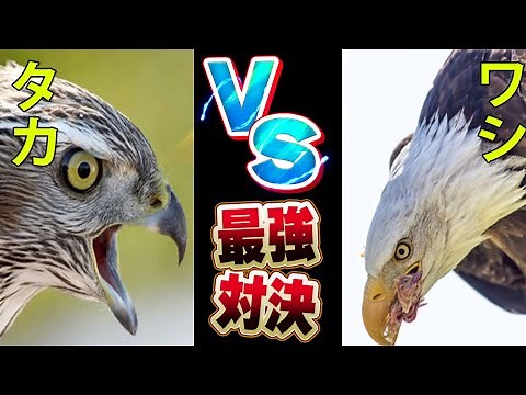【最強対決】【タカVSワシ】鳥類最強対決、空の王者と呼ばれる２種の対決とその生態について徹底解説【動物雑学】