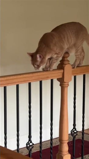 This Cat Has No Fear 😱 Walking the Stair Rails Like a Pro! 🐈🐈❤️❤️😂😂 #sillycat #funny #shorts