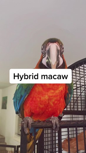 All About Hybrid Macaws: Facts, Rescue, and More