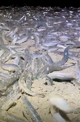 See fish flopping on SoCal beaches? Don't worry, it's a grunion run