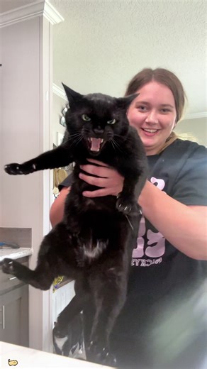 Discover Why Cats React This Way to Their Owners