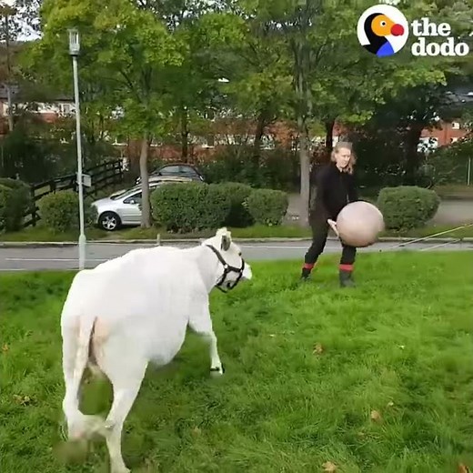 Cow playing with ball