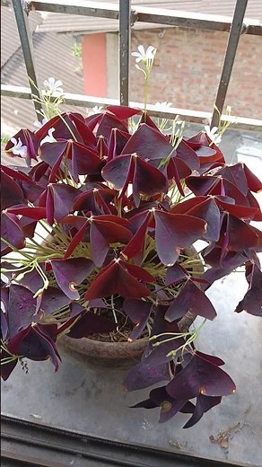 how to grow oxalis ⁉️