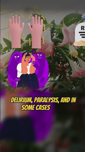 Angel’s Trumpet: The Hallucinogenic Flower That Can Kill