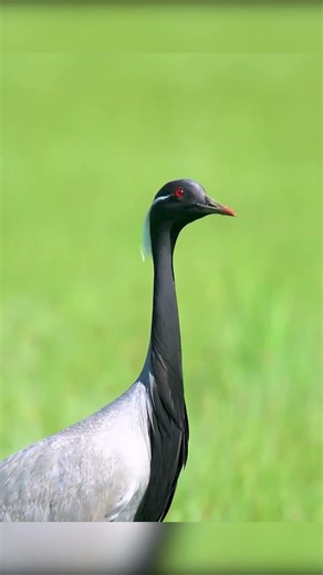 Rare Moments Caught in One Video #nature #wildlife #shorts